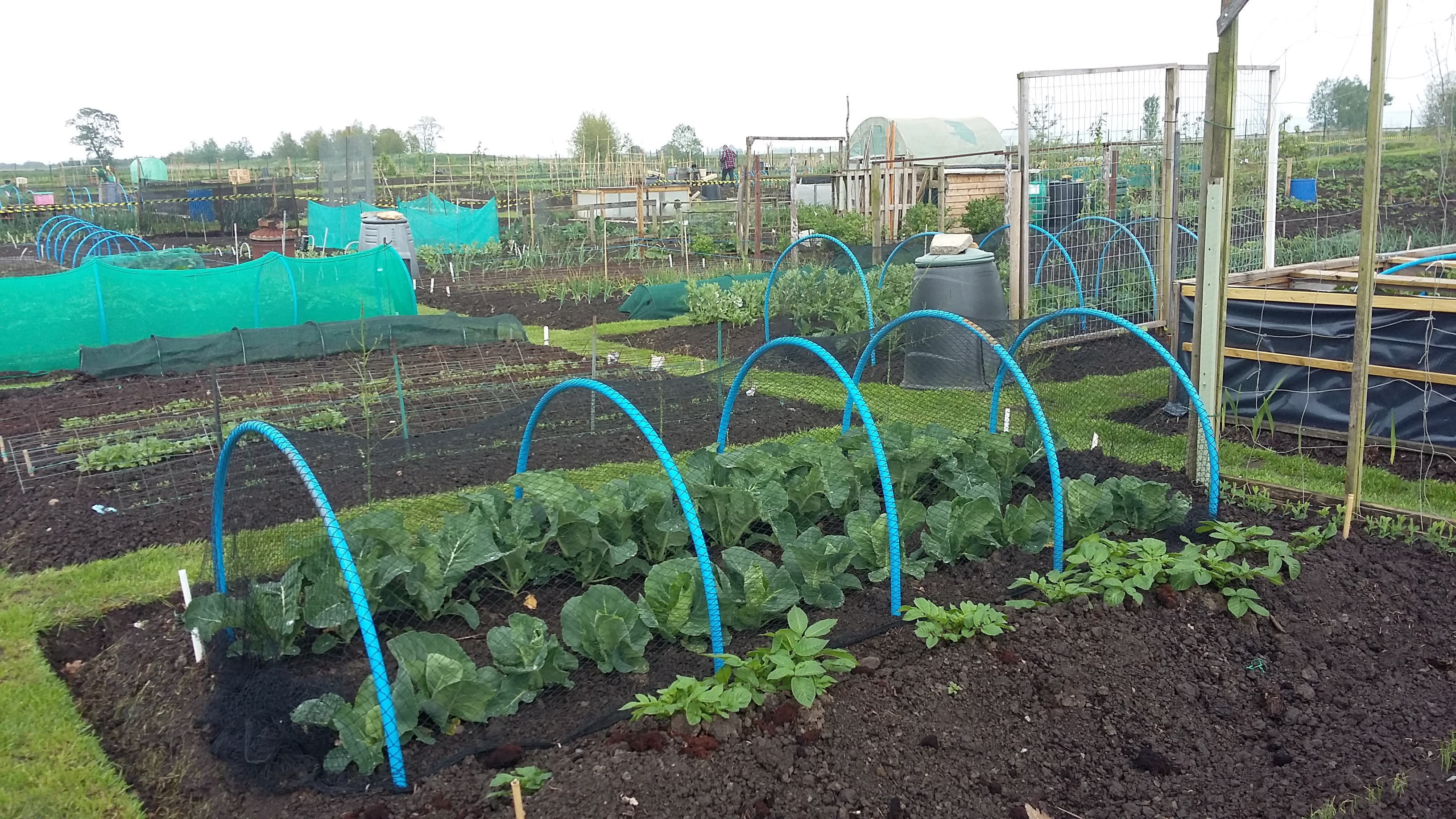 allotment gardens in Crowland